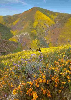 Hillside Superbloom – Carrizo Plain