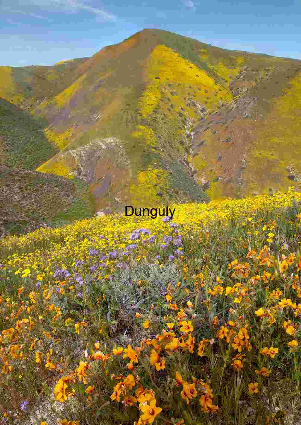 Hillside Superbloom – Carrizo Plain