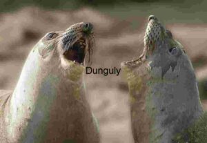 Sea Lion Duet: Coastal Chatter in Motion