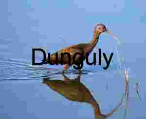 Wildlife & Species Focus