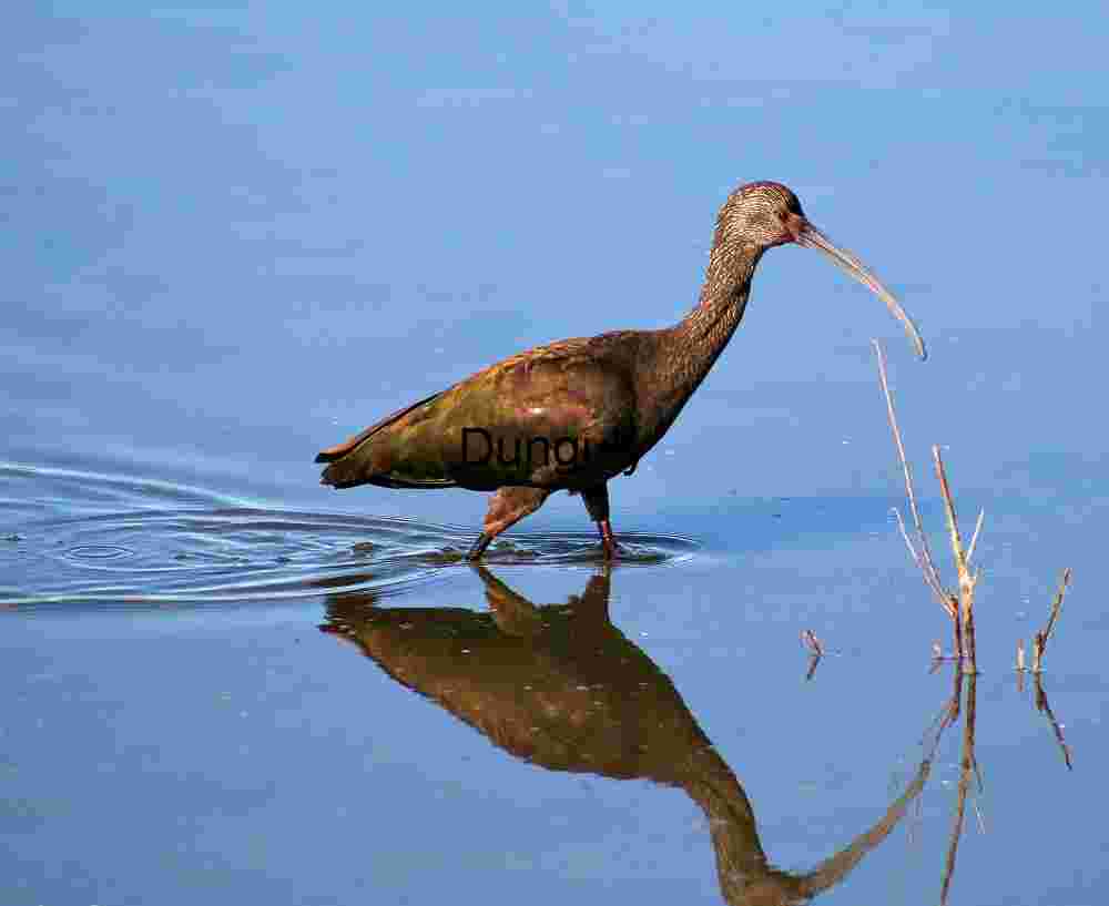 Wildlife & Species Focus