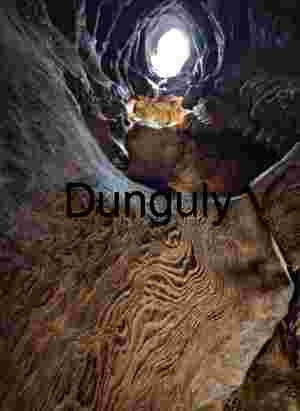 Inside the Hollow: Light and Texture Within a Tree Trunk