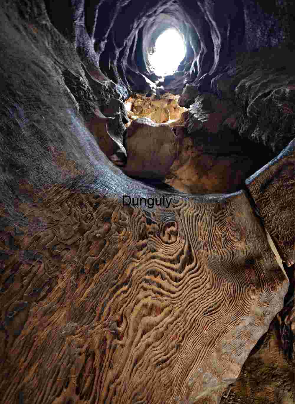 Inside the Hollow: Light and Texture Within a Tree Trunk