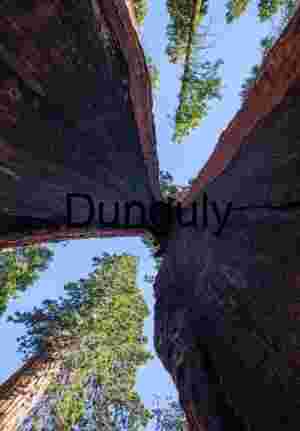 Inside the Clothespin Tree – Mariposa Grove of Giant Sequoias