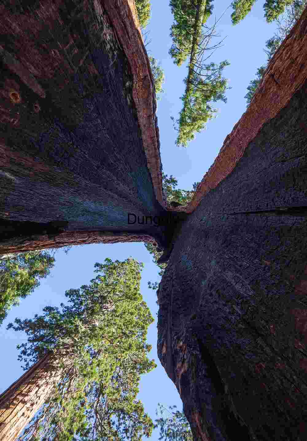 Inside the Clothespin Tree – Mariposa Grove of Giant Sequoias
