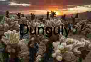 Sunfire Spines: Teddy Bear Cholla at Desert Sundown