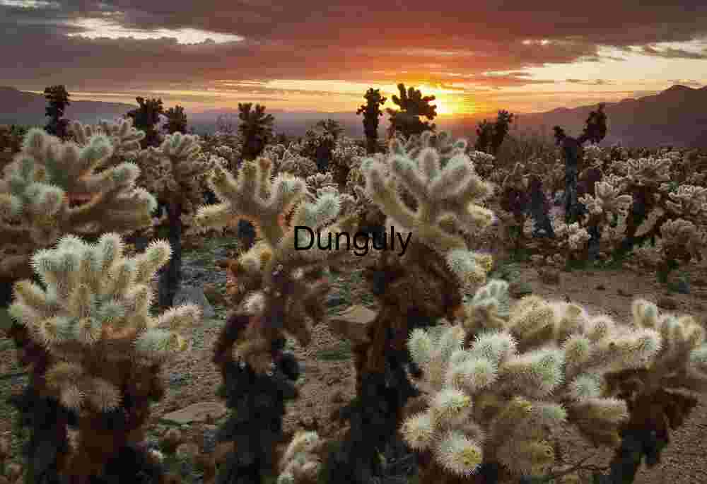 Sunfire Spines: Teddy Bear Cholla at Desert Sundown