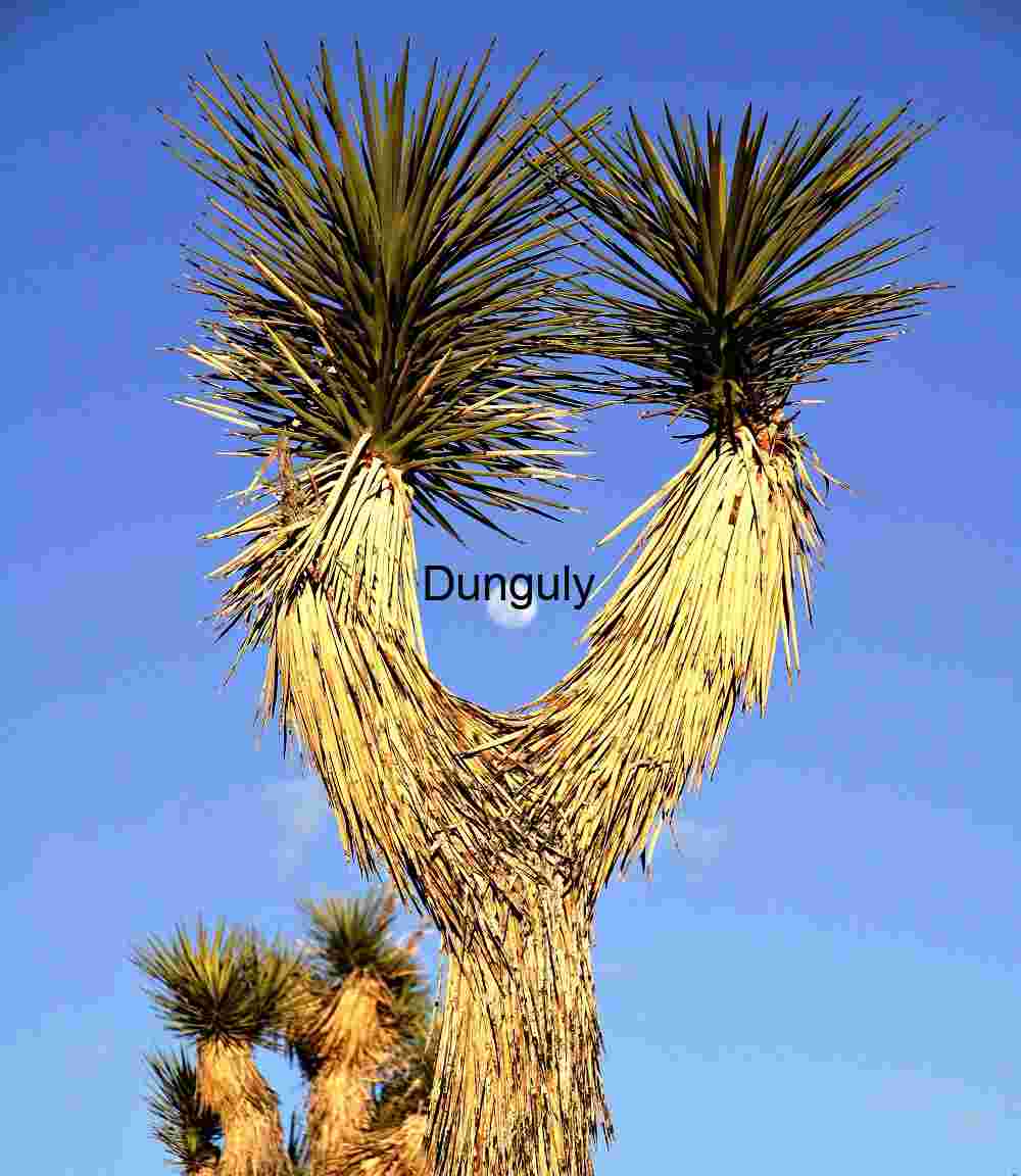 Celestial Framing: Moon Nestled Between Joshua Tree Branches
