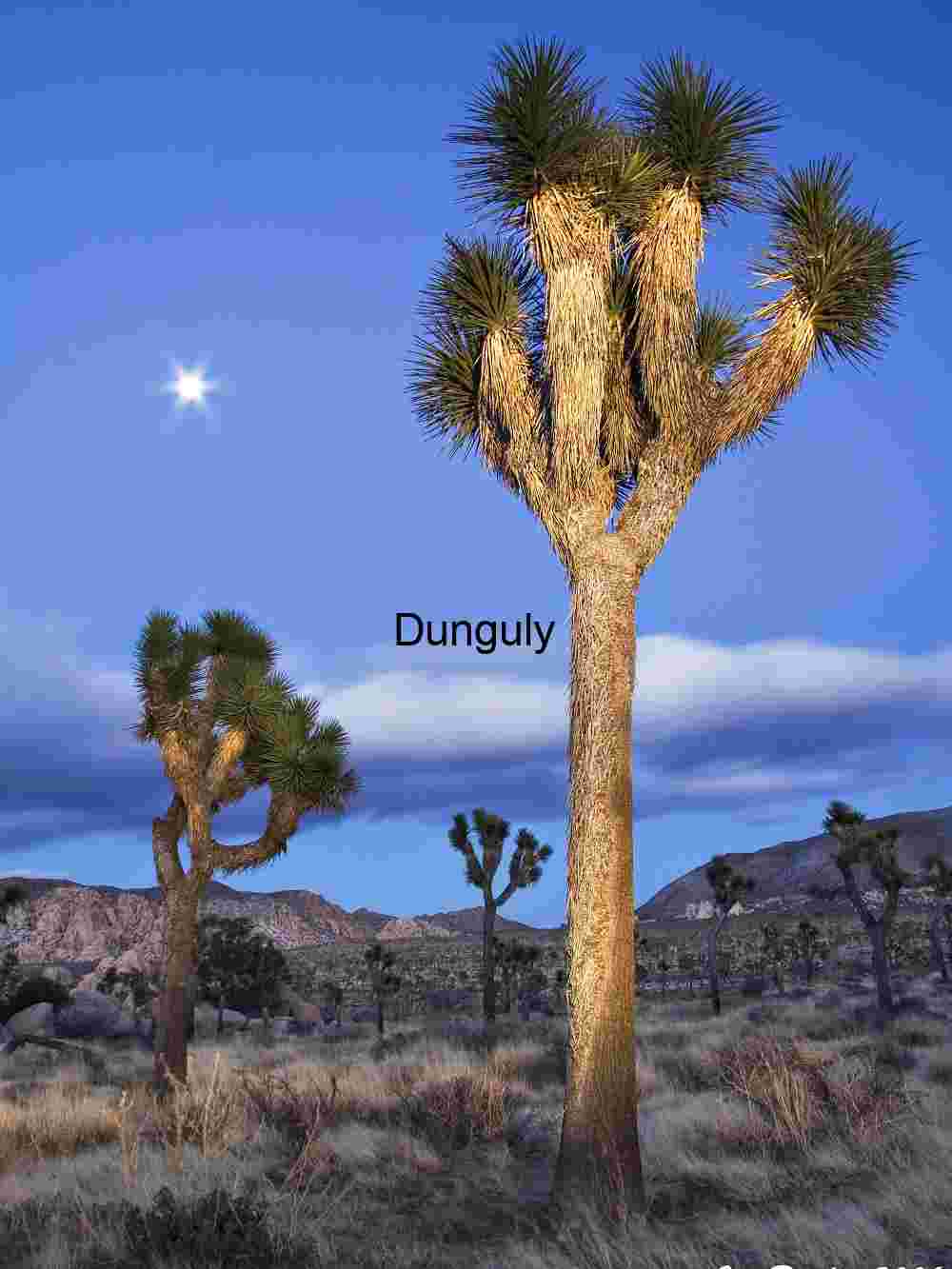 Moonlit Terrain: Joshua Trees Beneath Desert Twilight