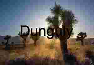 Joshua Tree at Sunset in Mojave Desert Landscape