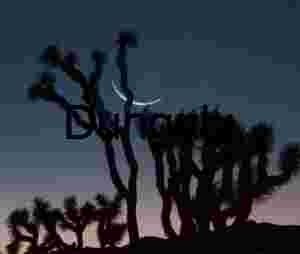Crescent Veil: Joshua Trees Beneath a Twilight Moon