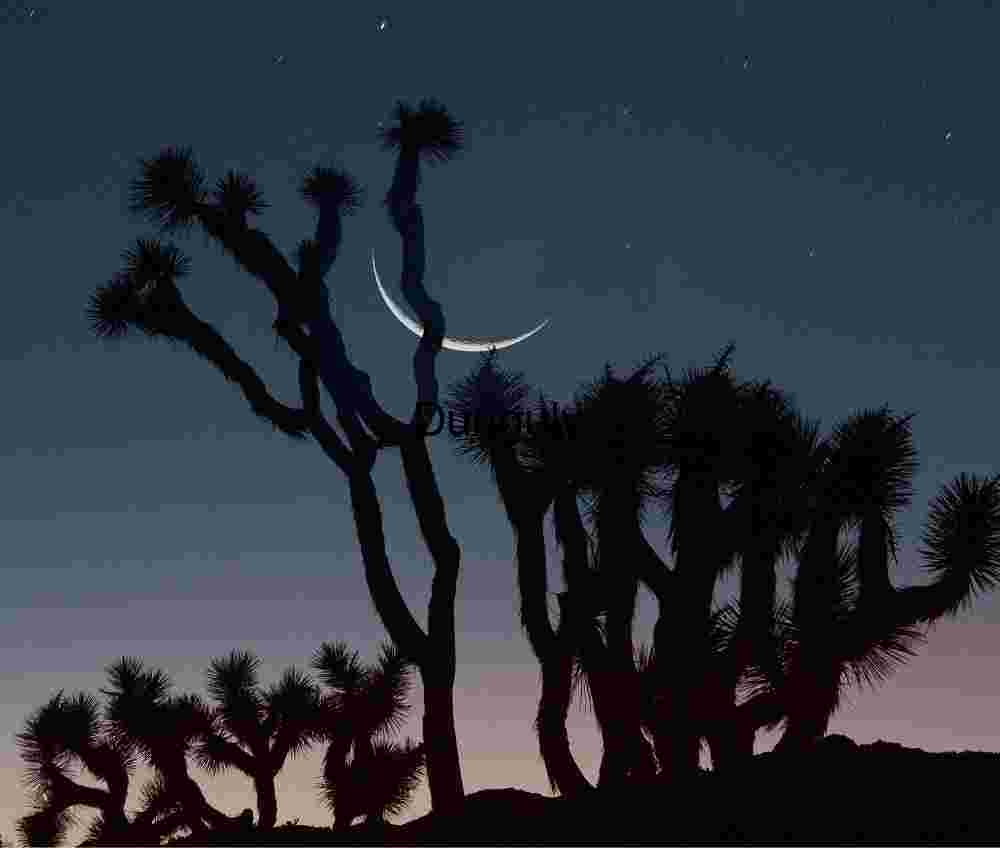 Crescent Veil: Joshua Trees Beneath a Twilight Moon