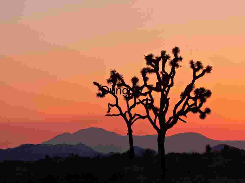 Twin Guardians: Joshua Trees Framed by a Painted Desert Sky