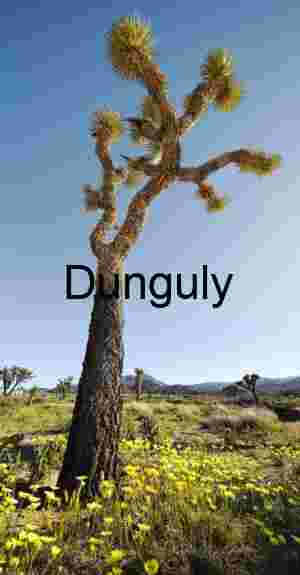 Joshua Tree Among Spring Wildflowers in Joshua Tree National Park