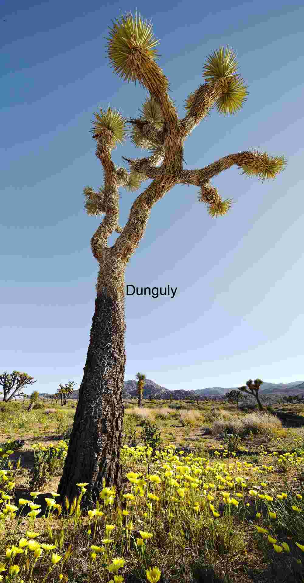 Joshua Tree Among Spring Wildflowers in Joshua Tree National Park