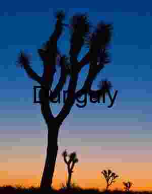 Twilight Sentinels: Joshua Trees Against a Painted Desert Sky