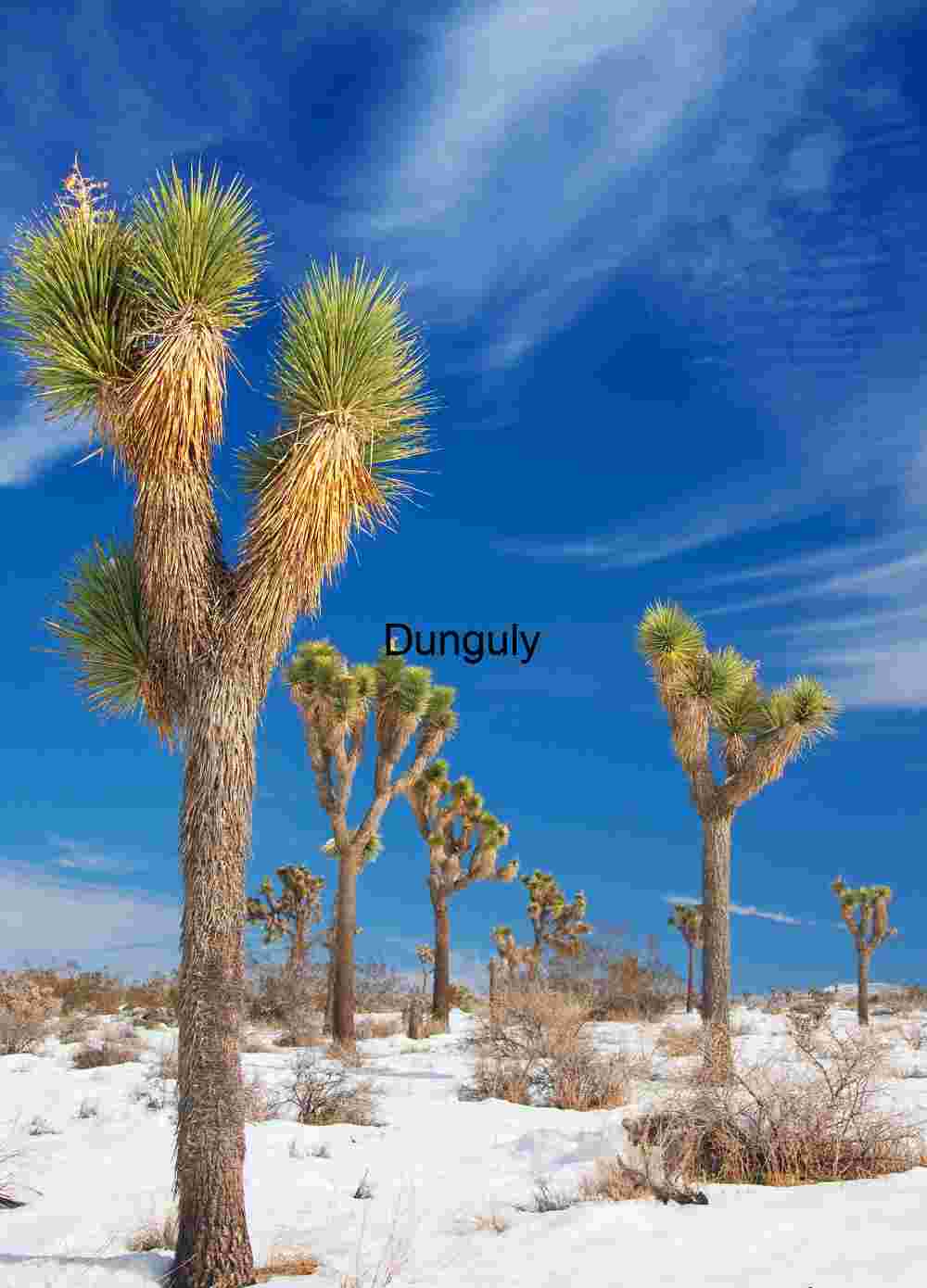 Frozen Desert: Joshua Trees in a Snow-Covered Mojave Landscape