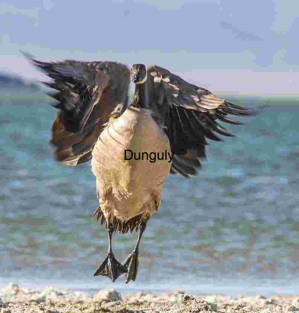 Suspended Grace: Canada Goose in Flight Over Mountain Lake