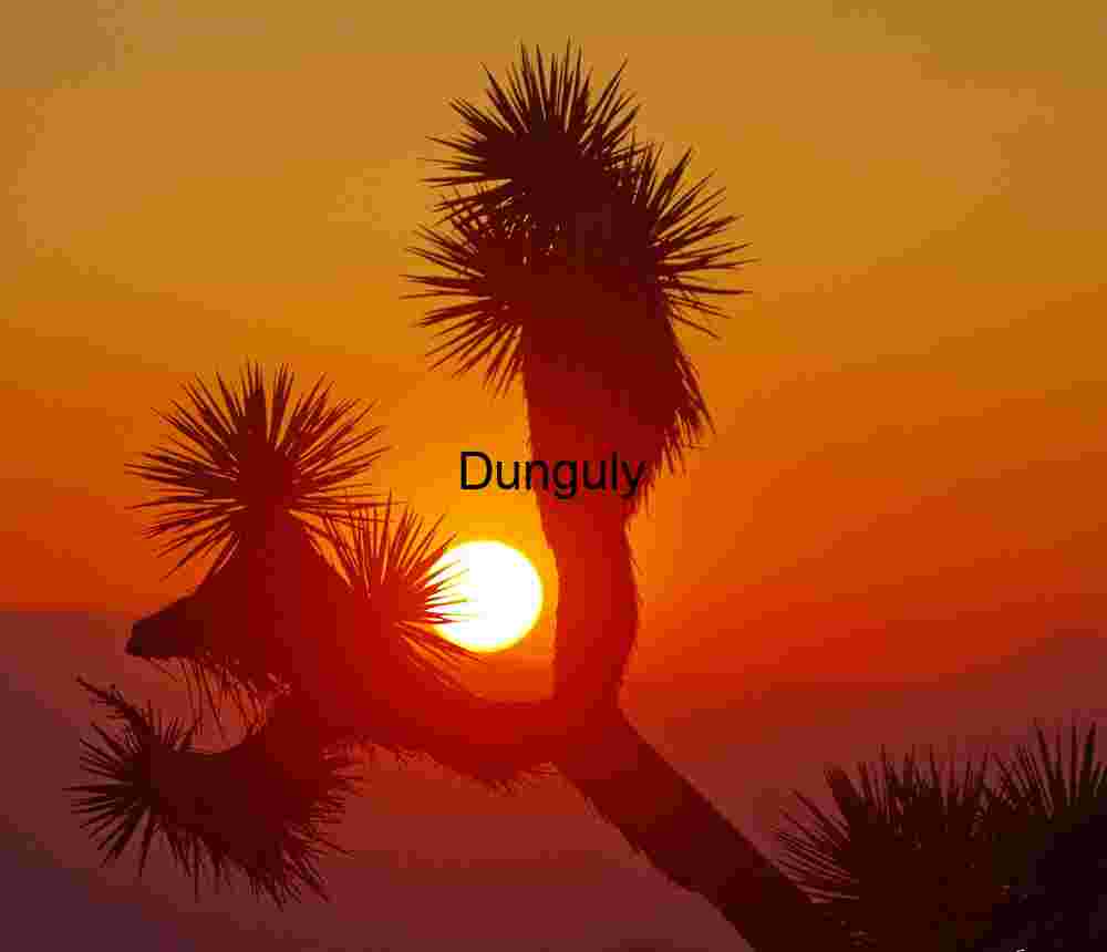 Solar Embrace: Joshua Tree Silhouette Framed by Fiery Horizon