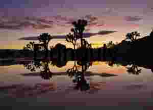 Solar Embrace: Joshua Tree Silhouette Framed by Fiery Horizon