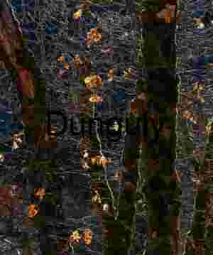 Moss-Covered Trunks and Autumn Light in a Shadowed Forest