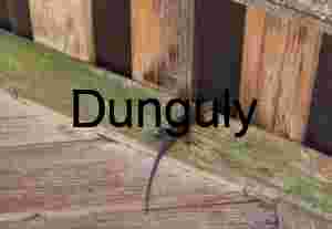 Weathered Wood & Wild Resilience — Lizard on Rustic Planks in Nature‑Urban Contrast