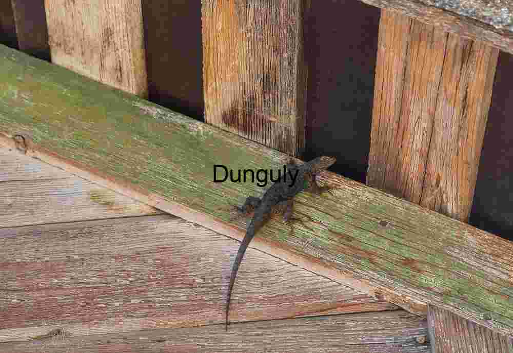 Weathered Wood & Wild Resilience — Lizard on Rustic Planks in Nature‑Urban Contrast