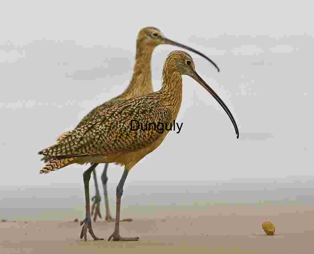 Long-billed Curlews Observing the Shoreline
