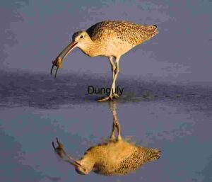 Long-billed Curlew in Flight Over Reflective Waters
