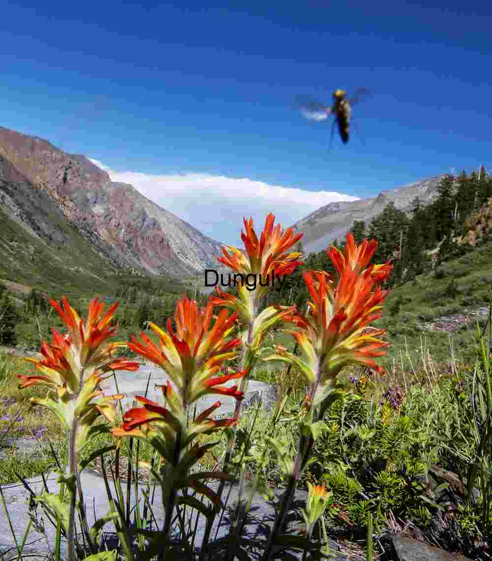 Brushstrokes of Summer: Indian Paintbrush in Alpine Bloom