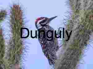 Woodpecker on Desert Cactus Against Blue Sky