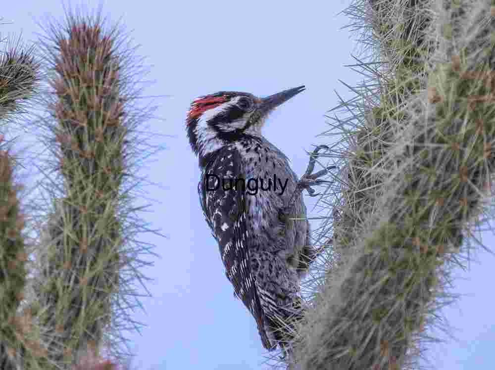 Woodpecker on Desert Cactus Against Blue Sky
