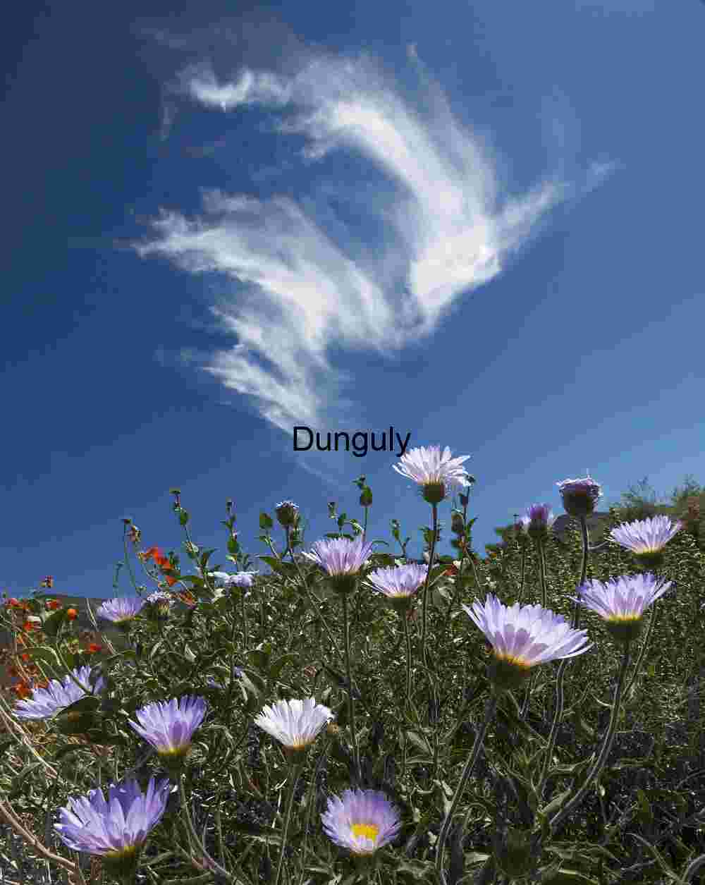 Petals and Sky: Wild Blooms Beneath Feathered Clouds