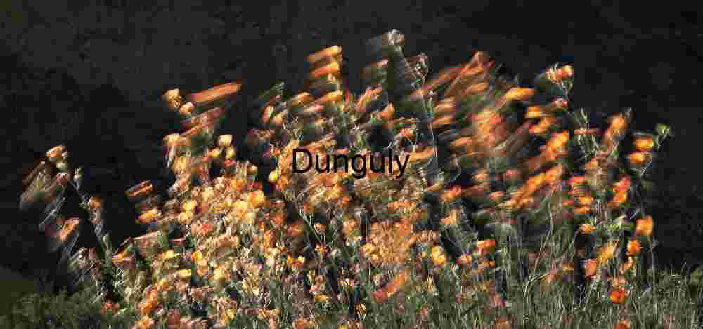 Whispers in Bloom: Wildflowers Dancing Through Desert Wind