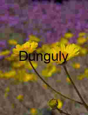 Yellow Wildflowers in Bloom with Purple Backdrop
