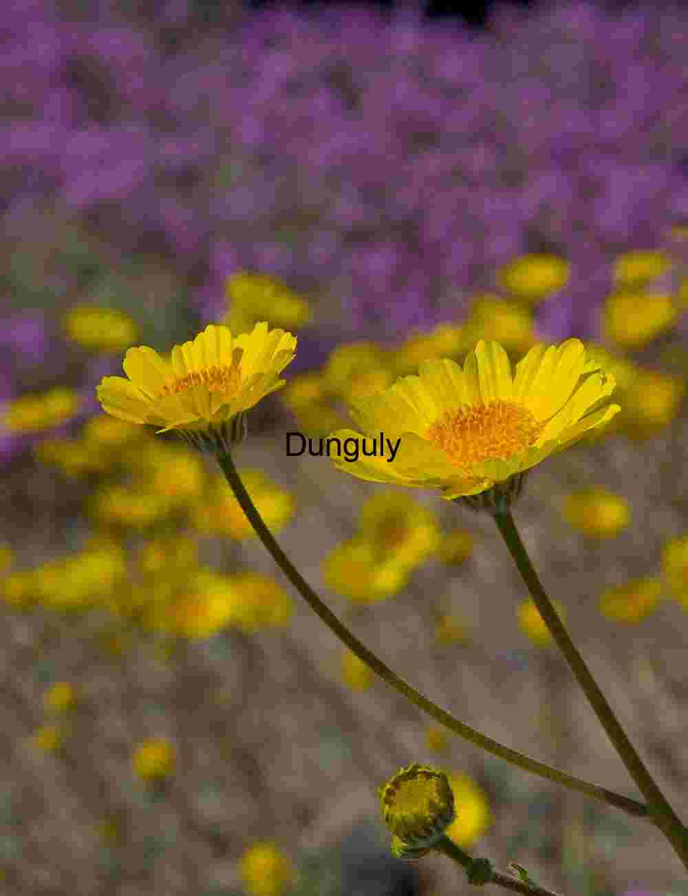 Yellow Wildflowers in Bloom with Purple Backdrop