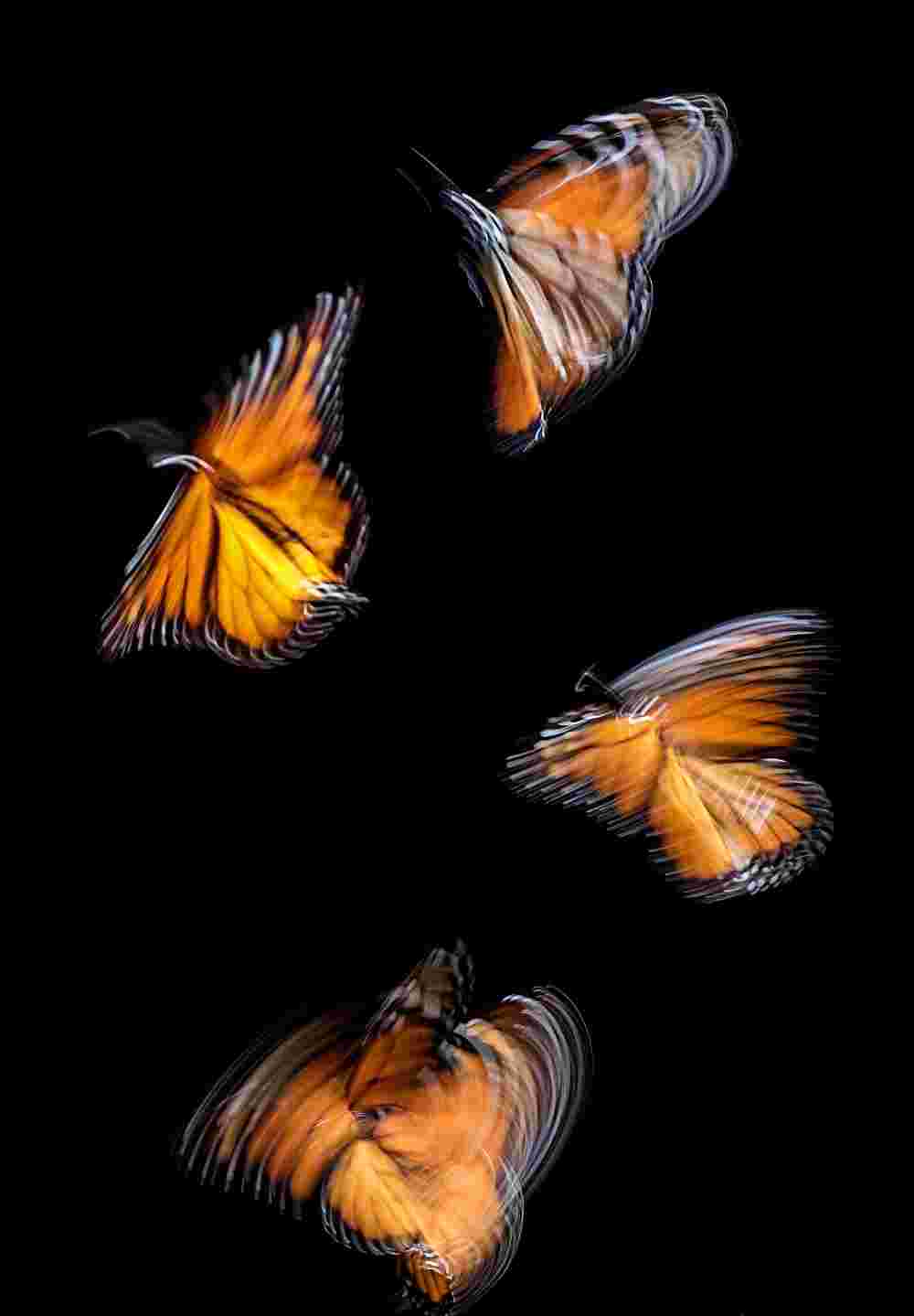 Butterflies in Motion Against a Midnight Canvas