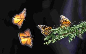 Monarch Ballet: Stillness and Flight in a Forest Frame