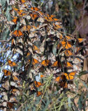 Monarch Migration: Overwintering Cluster on Eucalyptus Tree