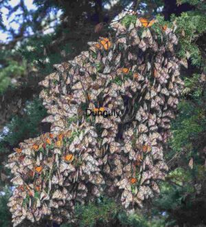 Monarch Butterfly Clustering During Migration on Evergreen Branches