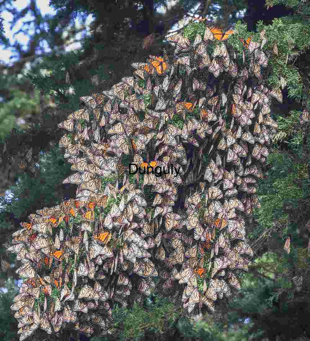 Monarch Butterfly Clustering During Migration on Evergreen Branches