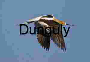 American Avocet in Flight: Elegance Against a Clear Sky