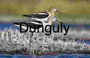 Avocets in Shallow Waters: Elegance and Habitat in Focus