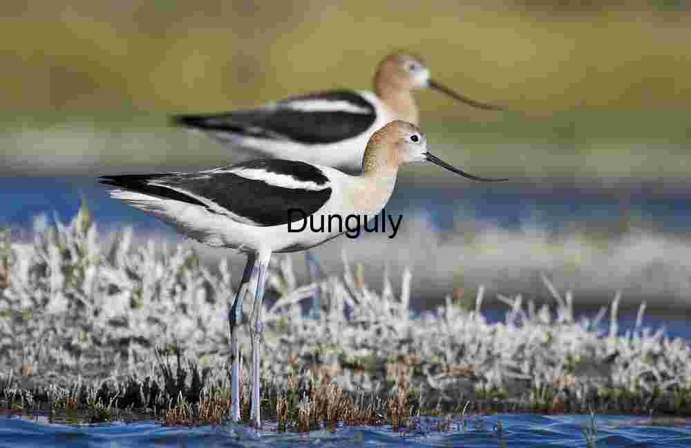 Avocets in Shallow Waters: Elegance and Habitat in Focus