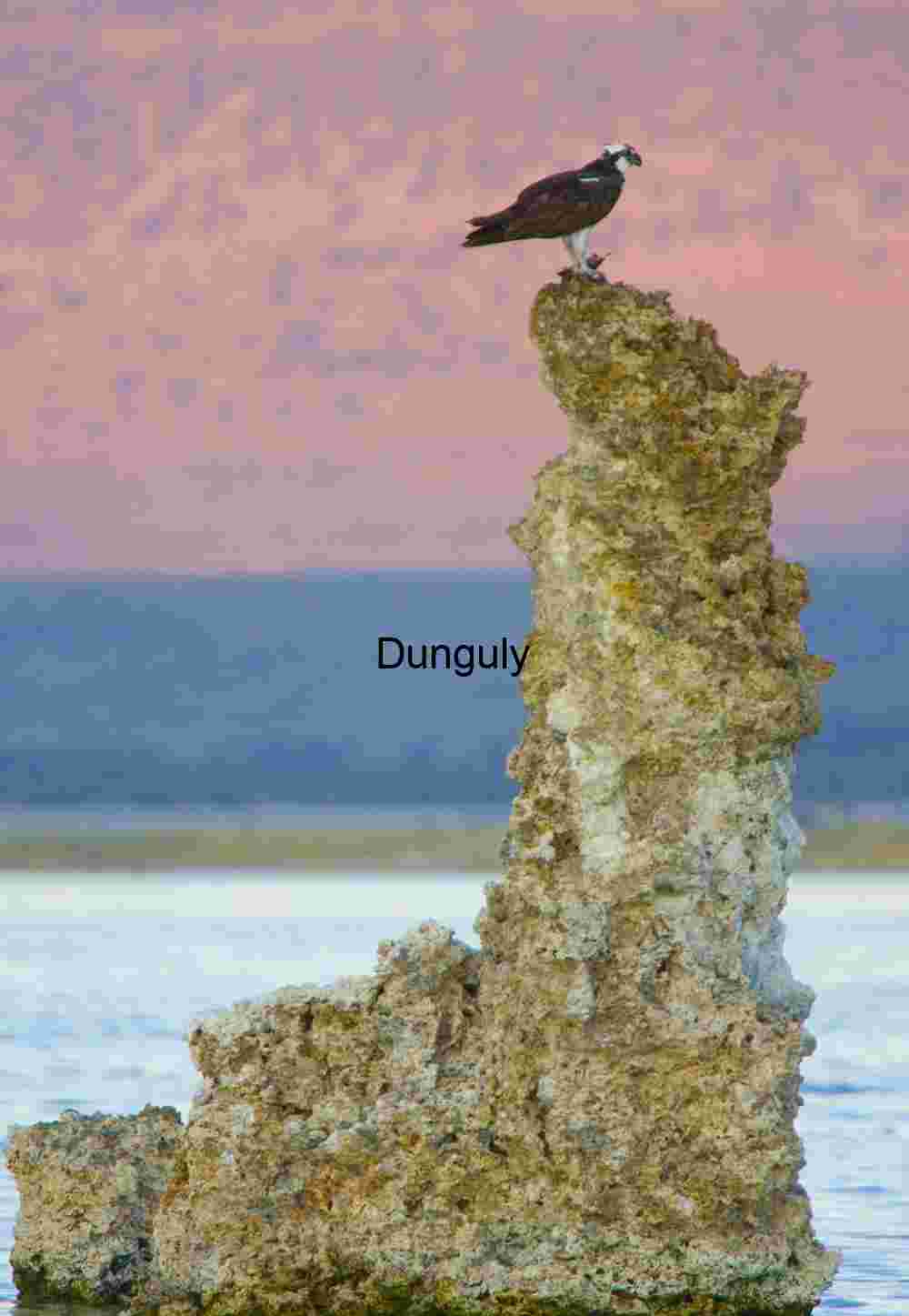 Osprey Perch on Tufa Tower at Mono Lake
