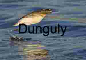 Moment of Lift: Bird Skimming Water in Mid-Flight