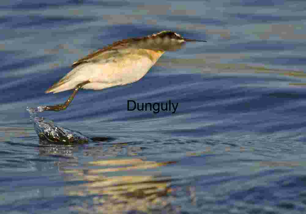 Moment of Lift: Bird Skimming Water in Mid-Flight