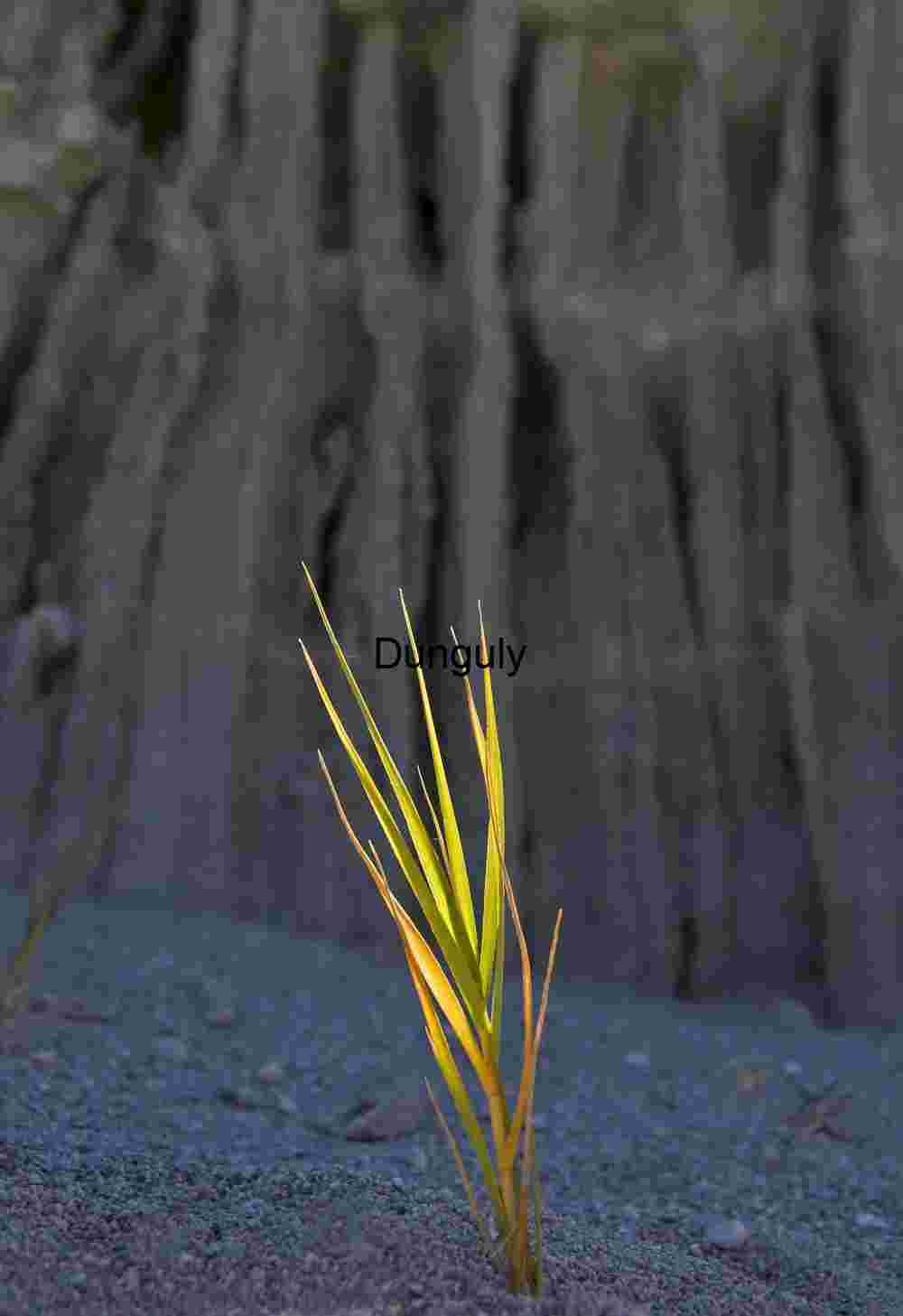 Resilience in Light: Grass and Stone in Desert Stillness