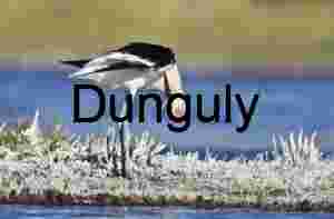 Avocet in Repose: Graceful Stillness at the Water’s Edge