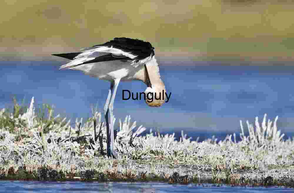Avocet in Repose: Graceful Stillness at the Water’s Edge